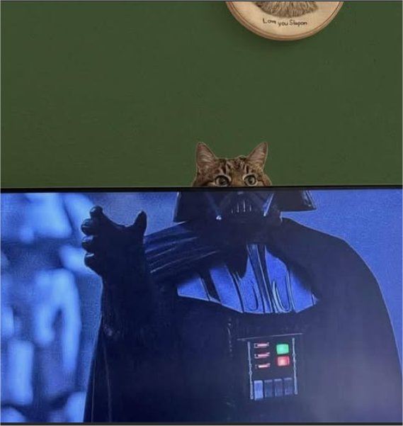 im your caturday majorgeeks.jpg